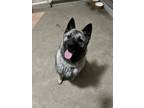 Adopt Ashes a Black - with Gray or Silver Norwegian Elkhound / Mixed dog in