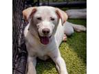 Adopt DOBBIE-A2136584 a Yellow Labrador Retriever