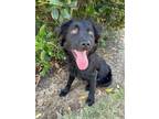 Adopt KEVIN a Black Australian Shepherd / Mixed dog in Harrisburg, VA (41557836)
