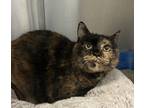 Adopt Oni a Domestic Shorthair / Mixed cat in Golden, CO (41557830)