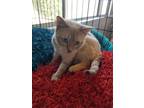 Adopt Totally Terrific Tao a Orange or Red (Mostly) Siamese / Mixed cat in Buena