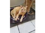 Adopt Ernie a Orange or Red Domestic Shorthair / Mixed (short coat) cat in Buena