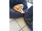 Adopt Valentino a Orange or Red Domestic Shorthair / Mixed (short coat) cat in