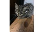 Adopt Claire a Domestic Shorthair / Mixed (short coat) cat in Buena Park