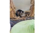Adopt Mia a Maine Coon / Mixed (long coat) cat in Buena Park, CA (41557839)