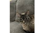 Adopt Luna a Spotted Tabby/Leopard Spotted Siamese / Mixed (short coat) cat in
