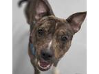 Adopt William a Pit Bull Terrier