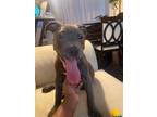 Adopt Bentley a Gray/Silver/Salt & Pepper - with White Pit Bull Terrier / Mixed
