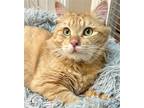 Adopt Dylan a Orange or Red Domestic Shorthair / Mixed (short coat) cat in