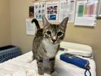 Adopt Samosa a Domestic Shorthair / Mixed cat in Oceanside, CA (41557784)