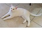 Adopt Ori a White American Shorthair / Mixed (short coat) cat in Richland