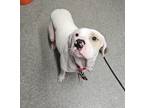 Adopt Bubba a Boxer / American Pit Bull Terrier / Mixed dog in Escondido