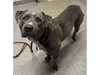Adopt Austin a American Staffordshire Terrier / Mixed dog in Escondido