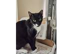 Adopt Momma Pearl or 1 of 5 Babies a Black (Mostly) Domestic Shorthair / Mixed