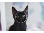 Adopt Jobi a Black (Mostly) Domestic Shorthair cat in Honolulu, HI (41557800)