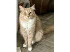 Adopt Simba a Cream or Ivory (Mostly) Domestic Shorthair cat in Greensboro