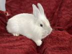 Adopt Trixie a White Lionhead / Mixed rabbit in Holiday, FL (41557796)