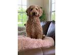 Adopt Rosco a Poodle (Standard) / Mixed dog in Fenton, MO (41557795)