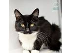 Adopt Cinnamon Roll a Domestic Mediumhair / Mixed (medium coat) cat in