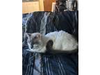 Adopt Champa a Calico or Dilute Calico Siamese / Mixed (long coat) cat in