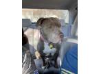 Adopt Toby a Tan/Yellow/Fawn - with White American Pit Bull Terrier / Mixed dog