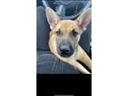 Adopt Luna a Black - with Tan, Yellow or Fawn German Shepherd Dog / Australian
