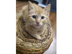 Adopt Orangey a Orange or Red Tabby Tabby / Mixed (short coat) cat in Chester