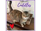 Adopt Cuddles a Tiger Striped Domestic Shorthair (short coat) cat in Valley