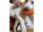 Adopt Dexter a White German Shepherd Dog / Husky / Mixed dog in Del Mar