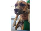 Adopt Bubba J a Boxer, American Staffordshire Terrier