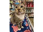 Adopt Seymour a Brown Tabby Domestic Shorthair / Mixed (short coat) cat in