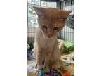 Adopt Mr. Fox a Orange or Red Tabby Domestic Shorthair / Mixed (short coat) cat