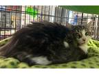 Adopt Button a Brown Tabby Domestic Longhair / Mixed (long coat) cat in