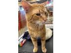 Adopt Chuckie a Orange or Red Tabby Domestic Shorthair / Mixed (short coat) cat