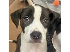 Adopt Sean a Pit Bull Terrier / Mixed dog in Walnut Creek, CA (41557635)