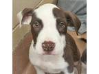 Adopt Matt a Pit Bull Terrier / Mixed dog in Walnut Creek, CA (41557633)
