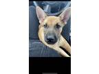 Adopt Luna a Black - with Tan, Yellow or Fawn Australian Cattle Dog / Mutt /