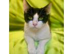 Adopt DOTTIE a Black & White or Tuxedo Domestic Shorthair (short coat) cat in