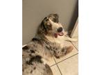 Adopt Piper a Merle Australian Shepherd / Mixed dog in Oklahoma City