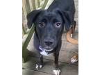 Adopt Miesler a Black - with White Boxer / Australian Shepherd / Mixed dog in St