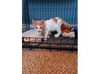 Adopt Cheddar a Domestic Shorthair / Mixed (short coat) cat in Philadelphia