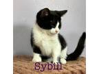 Adopt Sybil a Domestic Shorthair / Mixed (short coat) cat in St.