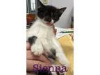 Adopt Sienna a Domestic Shorthair / Mixed (short coat) cat in St.