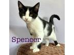 Adopt Spencer a Domestic Shorthair / Mixed (short coat) cat in St.