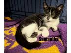 Adopt Samatha a Domestic Shorthair / Mixed (short coat) cat in St.