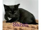 Adopt Sarah a Domestic Shorthair / Mixed (short coat) cat in St.