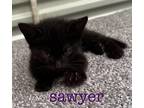 Adopt Sawyer a Domestic Shorthair / Mixed (short coat) cat in St.