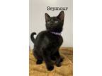 Adopt Seymour a Domestic Shorthair / Mixed (short coat) cat in St.