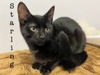 Adopt Starling. a Domestic Shorthair / Mixed (short coat) cat in St.