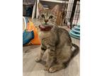Adopt Cleo a Brown Tabby Abyssinian / Mixed (short coat) cat in San Mateo &